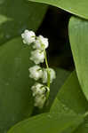 Lily of the valley